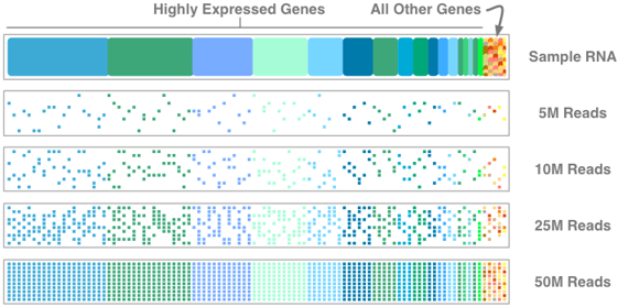 RNA sequencing depth is driven by the relative abundance of the target gene.  Highly expressed genes require less depth for accurate expression measurements.
